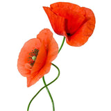MORROCAN SKIN Poppy powder: Aker fassi POWDER for natural tint.5g